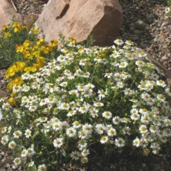 Verdurely Sales Store 34 Verdurely Sales Store -Verdurely Sales Store melampodium leucanthemum 82609 2 1 1