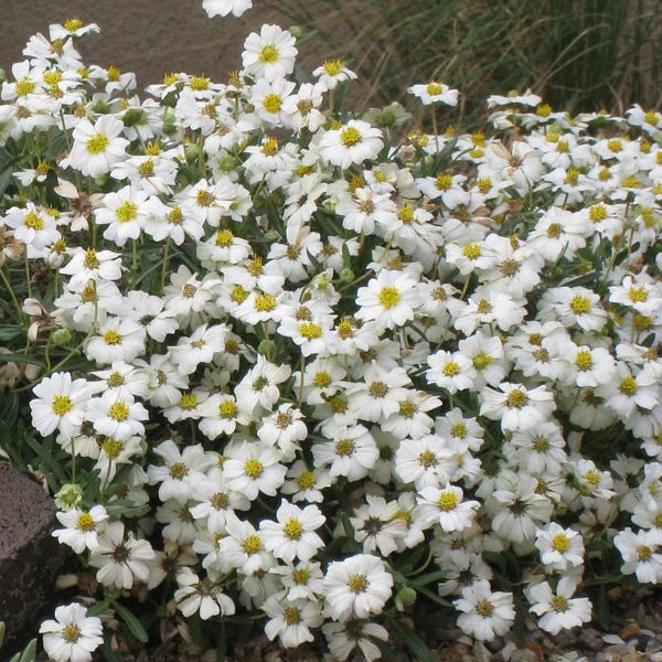 Blackfoot Daisy (Melampodium) 4 Blackfoot Daisy (Melampodium) - Image 4