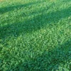 Microclover Seed (Pelleted)