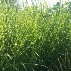 Gold Breeze Miscanthus Grass -Verdurely Sales Store miscanthus gold breeze 2 cropped