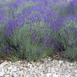 Mitcham Gray English Lavender -Verdurely Sales Store mitcham gray english lavender 1