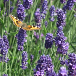 Munstead Violet English Lavender -Verdurely Sales Store munstead violet english lavender meadow pollinator