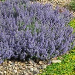Select Blue Nepeta -Verdurely Sales Store nepeta faassenii select blue delosperma nubiginum