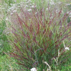 Shenandoah Switch Grass -Verdurely Sales Store panicum shenandoah hni 01 cropped