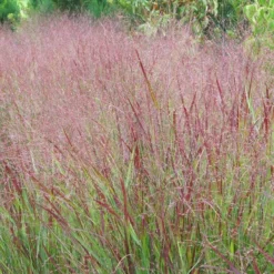 Shenandoah Switch Grass -Verdurely Sales Store panicum shenandoah hni 1 cropped