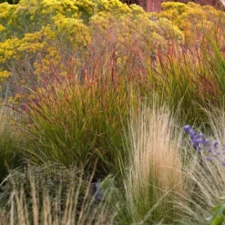 Ruby Ribbons® Prairie Switchgrass