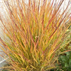Ruby Ribbons® Prairie Switchgrass -Verdurely Sales Store panicum virgatum ruby ribbons 2 1