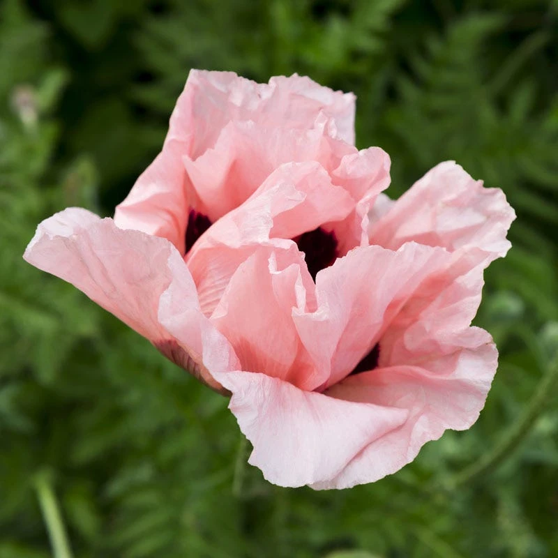 Coral Reef Oriental Poppy 2 Coral Reef Oriental Poppy - Image 2