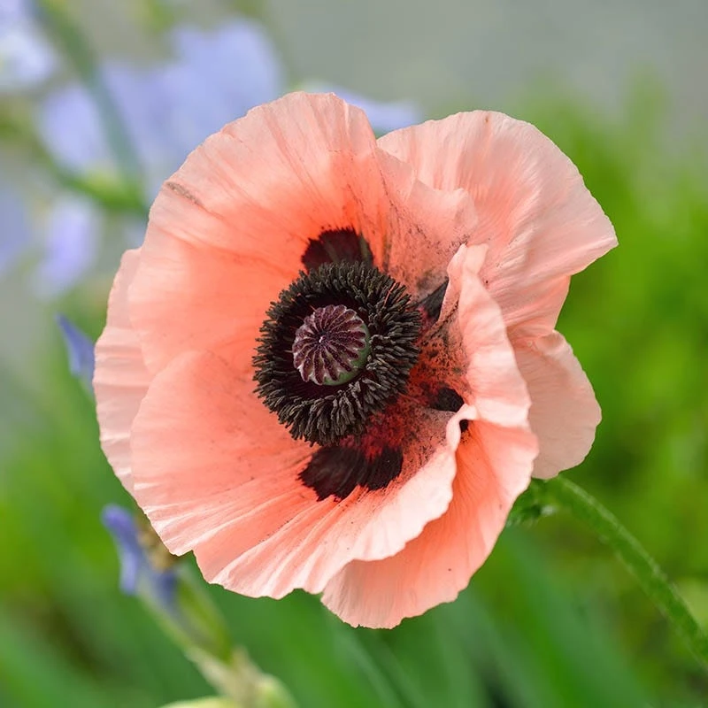 Princess Louise Oriental Poppy 3 Princess Louise Oriental Poppy - Image 3