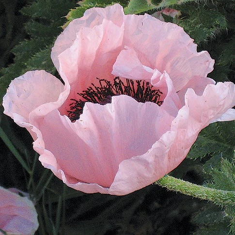 Coral Reef Oriental Poppy 1 Coral Reef Oriental Poppy