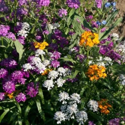 Partial Shade Wildflower Seed Mix -Verdurely Sales Store partial shade wildflower mix