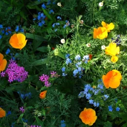 Partial Shade Wildflower Seed Mix -Verdurely Sales Store partial shade wildflower mix 1