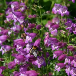 Pike's Peak Purple® Penstemon -Verdurely Sales Store penstemon mexicali pikes peak flowers pollinator
