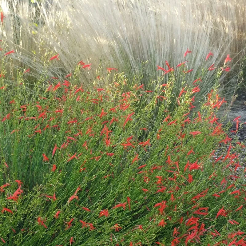 Pineleaf Penstemon 3 Pineleaf Penstemon - Image 3