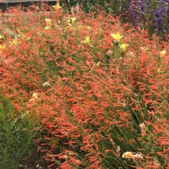 Luminous Pineleaf Penstemon -Verdurely Sales Store penstemon pinifolius luminous