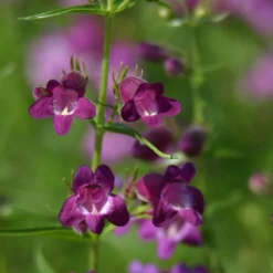 Pike's Peak Purple® Penstemon -Verdurely Sales Store penstemon x mexicali pikes peak purple pathayward plant select cropped