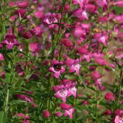 Red Rocks® Penstemon -Verdurely Sales Store penstemon x mexicali red rocks 21 plant select 1