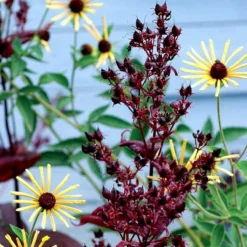 Dark Towers Penstemon -Verdurely Sales Store penstemon dark towers 3b