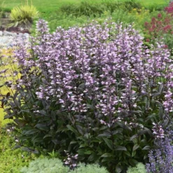 Dark Towers Penstemon -Verdurely Sales Store penstemon dark towers walters gardens cropped