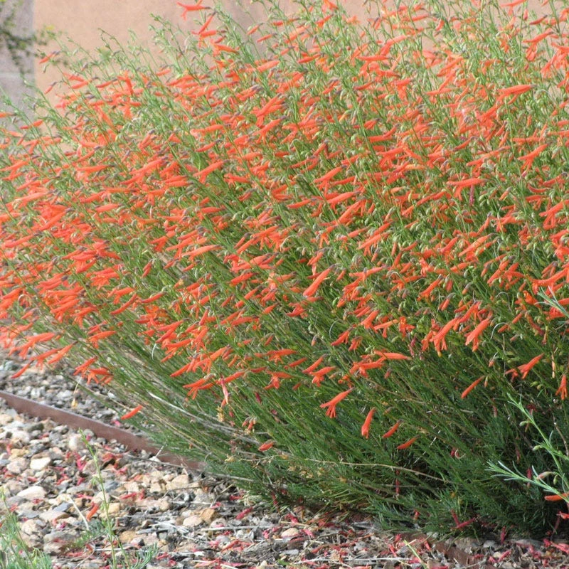 Pineleaf Penstemon 1 Pineleaf Penstemon