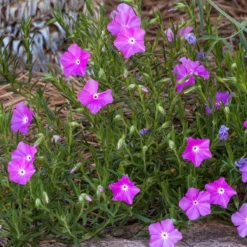 Perfect Pink Santa Fe Phlox 5 Perfect Pink Santa Fe Phlox -Verdurely Sales Store phlox nana perfect pink 1