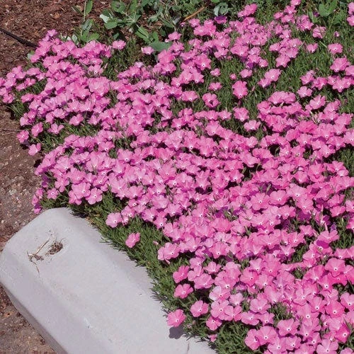 Perfect Pink Santa Fe Phlox 2 Perfect Pink Santa Fe Phlox - Image 2