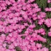 Perfect Pink Santa Fe Phlox