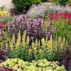 Verdurely Sales Store 22 Verdurely Sales Store -Verdurely Sales Store poquito butter yellow agastache 2