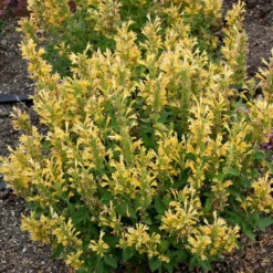 Poquito™ Butter Yellow Agastache 7 Poquito™ Butter Yellow Agastache -Verdurely Sales Store poquito butter yellow agastache 3