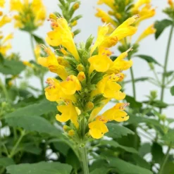 Poquito™ Butter Yellow Agastache 8 Poquito™ Butter Yellow Agastache -Verdurely Sales Store poquito butter yellow agastache 4