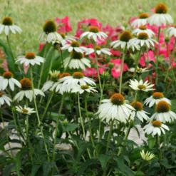 PowWow® White Echinacea -Verdurely Sales Store pow wow white echinacea