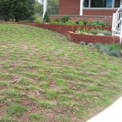 Prestige™ Buffalo Grass Plugs -Verdurely Sales Store prestige2months 1