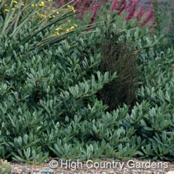 Pawnee Buttes® Sand Cherry (Prunus) -Verdurely Sales Store prunus besseyi pawnee buttes4 1