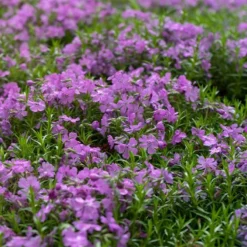 Purple Beauty Creeping Phlox 7 Purple Beauty Creeping Phlox -Verdurely Sales Store purple beauty creeping phlox groundcover 4