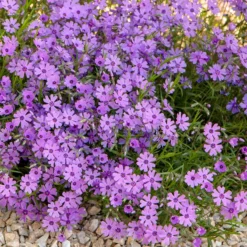 Purple Beauty Creeping Phlox 8 Purple Beauty Creeping Phlox -Verdurely Sales Store purple beauty creeping phlox rock garden