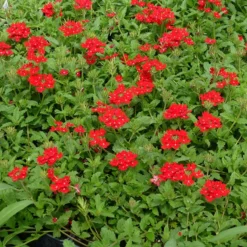 Red Devil Perennial Verbena -Verdurely Sales Store red devils perennials verbena 2
