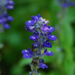 Texas Violet Salvia -Verdurely Sales Store salvia farinacea texas violet mealy sage