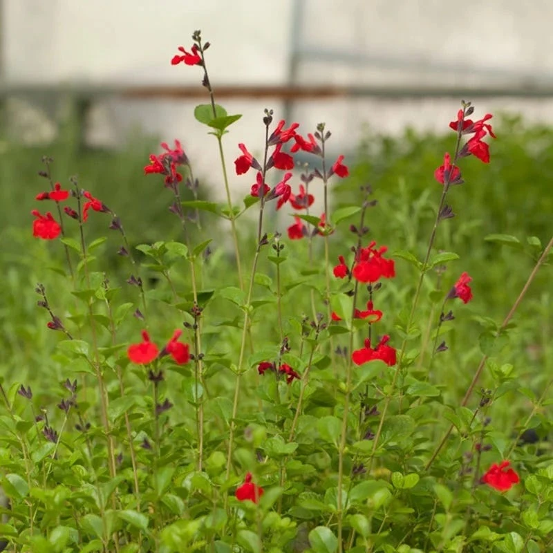 Furman's Red Texas Salvia 3 Furman's Red Texas Salvia - Image 3