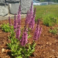 Lyrical™ Rose Salvia -Verdurely Sales Store salvia lyrical rose office garden