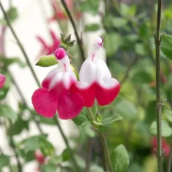 Verdurely Sales Store 32 Verdurely Sales Store -Verdurely Sales Store salvia hot lips close up