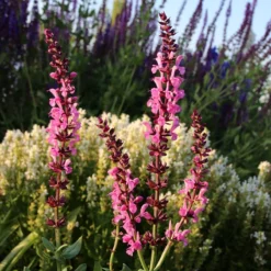 Lyrical™ Rose Salvia -Verdurely Sales Store salvia sylvestris balyricose 676836163 cropped