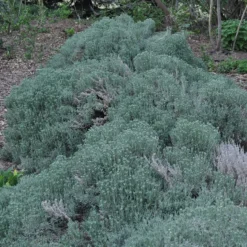 Gray Santolina -Verdurely Sales Store santolina chamaecyparissus gray santolina spring