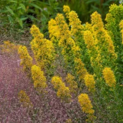 Golden Torch Goldenrod (Wichita Mountains Solidago) -Verdurely Sales Store saxon holt muhlenbergia reverchonii with solidago wichita mtns
