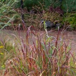 Shenandoah Switch Grass -Verdurely Sales Store saxon holt panicum shenandoah