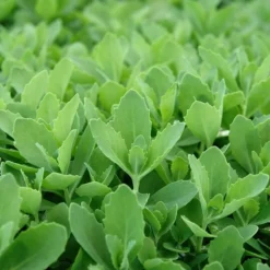 Autumn Fire Sedum -Verdurely Sales Store sed autumnfire fol northcreek nu