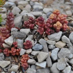 Old Man's Bones Sedum -Verdurely Sales Store sedum globosum old mans bones growing 1