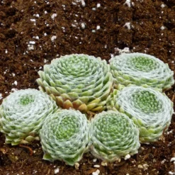 Cobweb Hens And Chicks -Verdurely Sales Store sempervivum arachnoideum