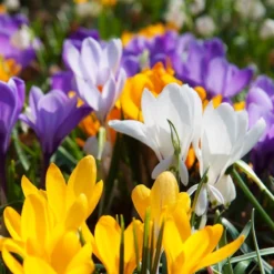 Snow Crocus Mix