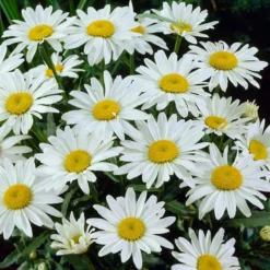 Snowcap Shasta Daisy 5 Snowcap Shasta Daisy -Verdurely Sales Store snowcap shasta daisy 3
