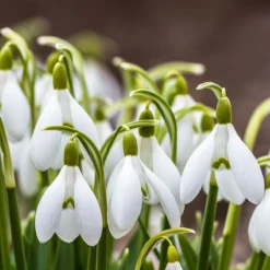 Snowdrops